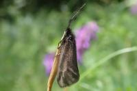 Heterogynis penella