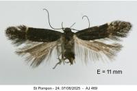 Aproaerema suecicella