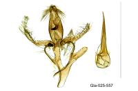 Aproaerema suecicella