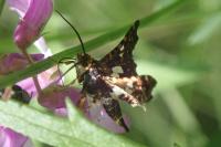 Thyris fenestrella
