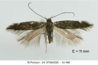 Aproaerema anthyllidella