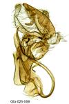 Aproaerema anthyllidella