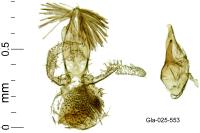Stomopteryx remissella