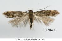 Stomopteryx remissella