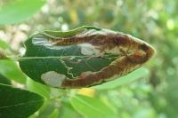 Metriochroa latifoliella