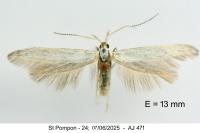 Coleophora anatipennella