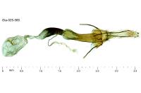 Coleophora lutipennella