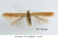 Coleophora lutipennella