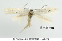 Elachista dispunctella