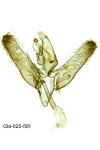 Elachista dispunctella