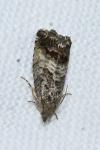 Cydia splendana