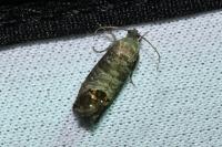 Cydia pomonella