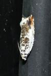 Ancylis laetana