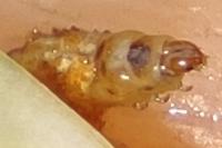 Coleophora taeniipennella