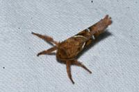 Triodia sylvina