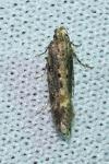 Scrobipalpa ocellatella
