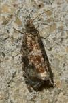 Celypha lacunana