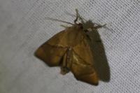 Apoda limacodes