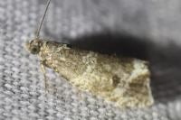 Celypha lacunana