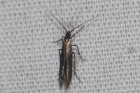 Coleophora