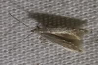 Coleophora