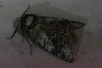Cossus cossus