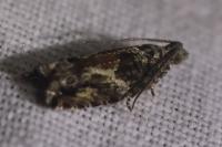 Epinotia nisella