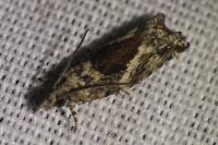 Epinotia nisella
