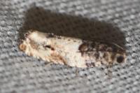 Gypsonoma dealbana