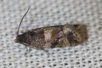 Piniphila bifasciana