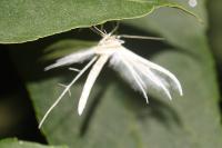 Pterophorus pentadactylus