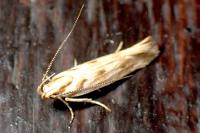 Stomopteryx detersella