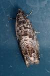 Cydia fagiglandana/splendana