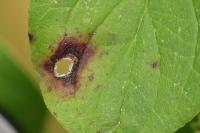 Antispila petryi