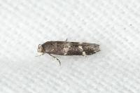 Mompha subbistrigella