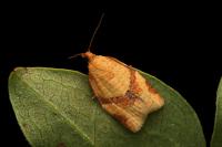 Clepsis consimilana