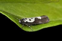 Ethmia quadrillella