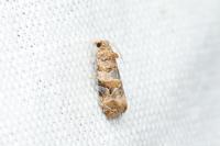Lobesia botrana