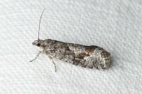 Zeiraphera griseana