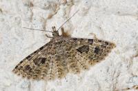 Alucita hexadactyla