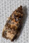Endothenia gr. gentianaeana
