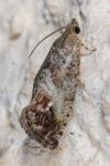 Cydia splendana