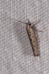 Yponomeuta sedella