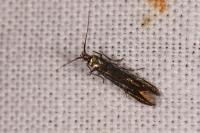Coleophora