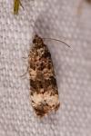 Endothenia