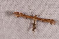 Oxyptilus