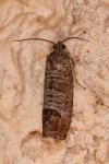 Cydia pomonella