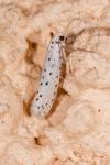 Yponomeuta