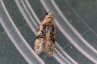 Altenia scriptella