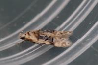 Altenia scriptella